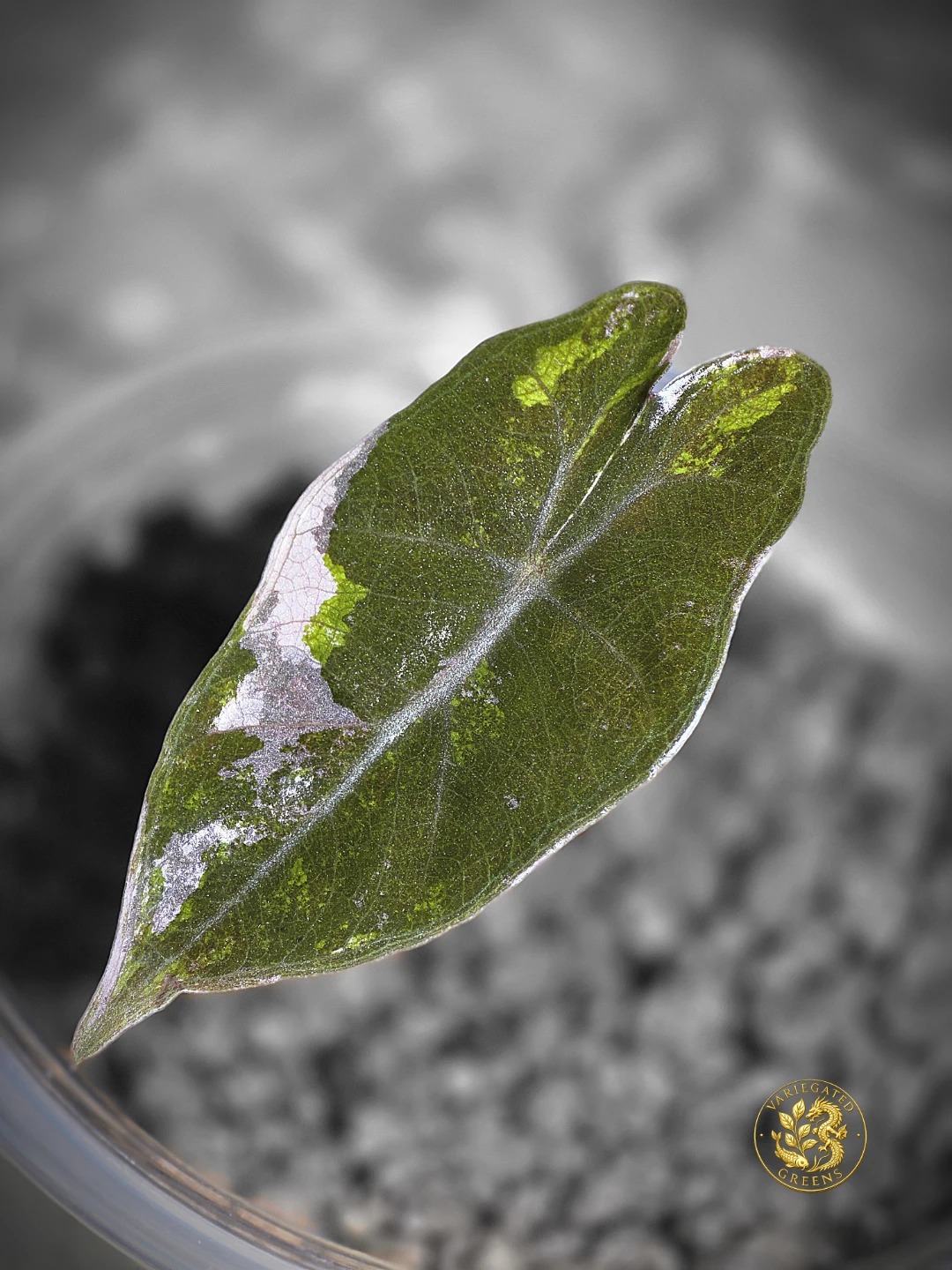 Alocasia pseudosanderiana "Lavender Fault"