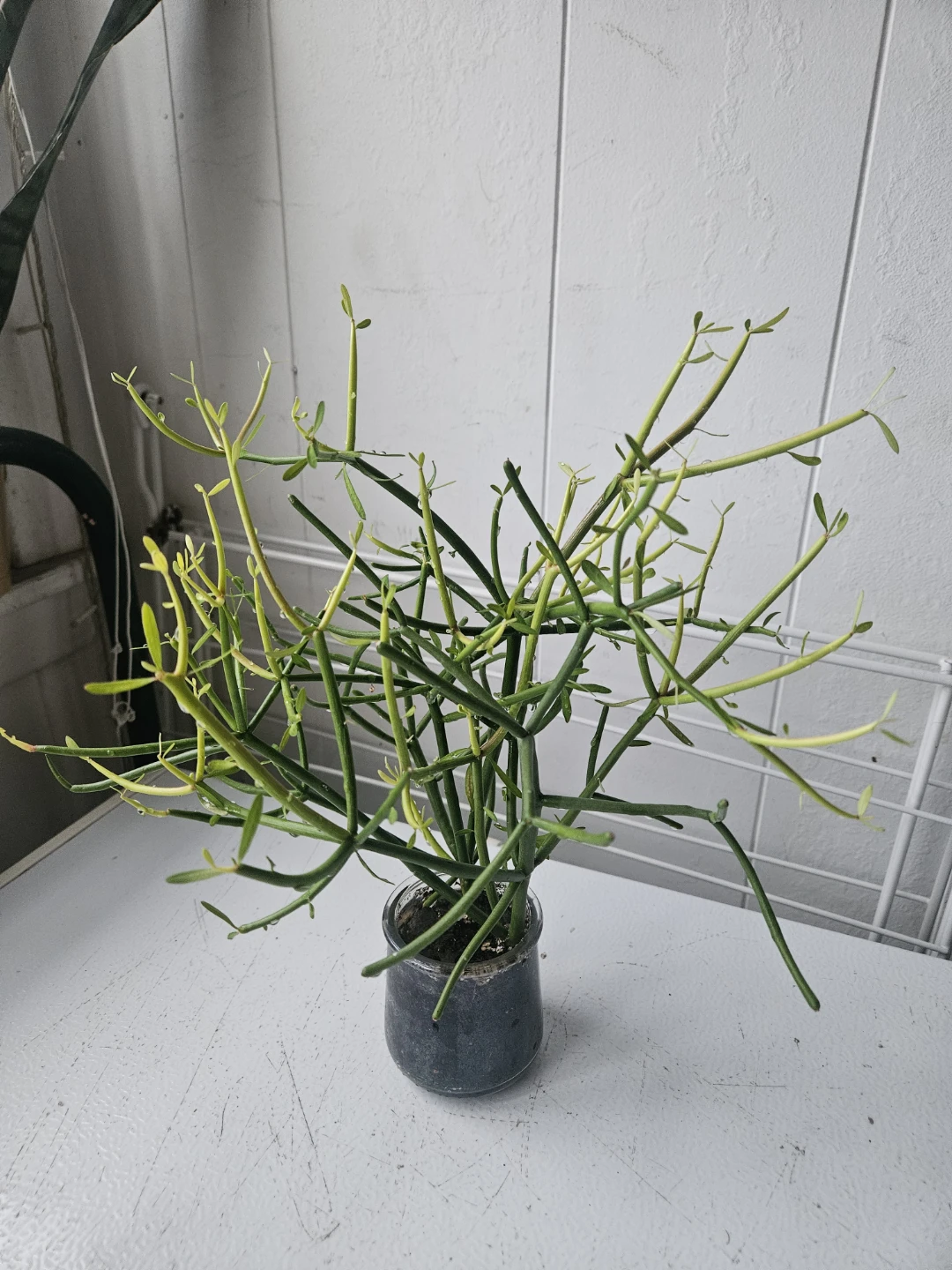 Pencil Cactus Plant in Glass Jar