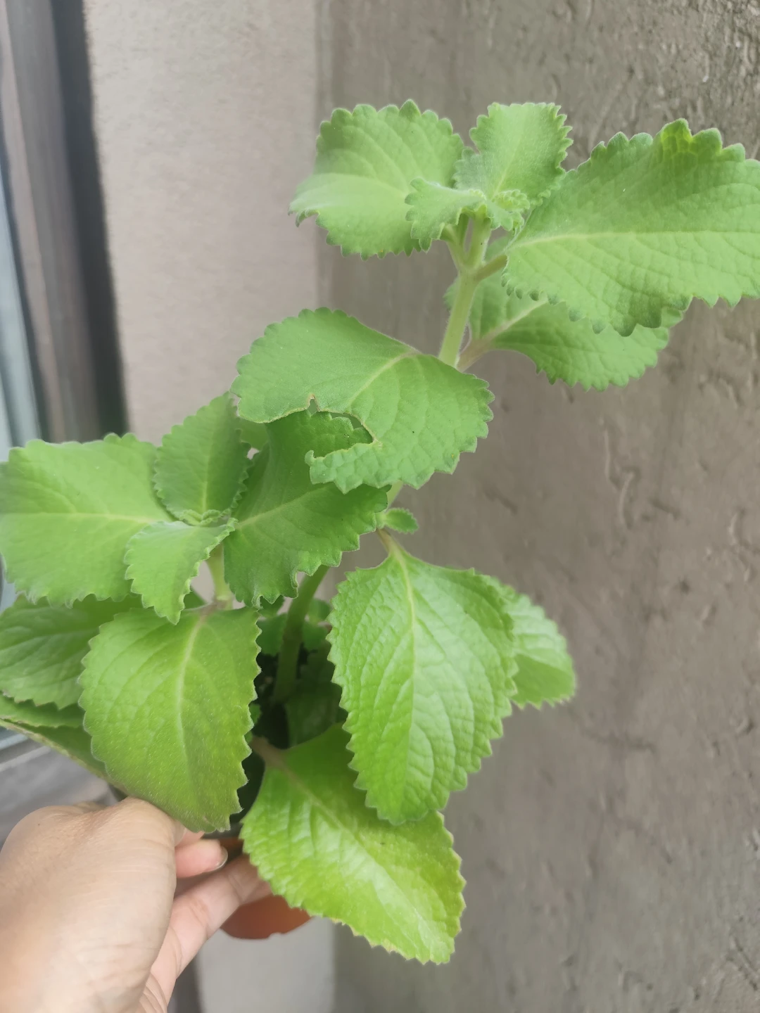 Mexican Mint Plant - photo 2
