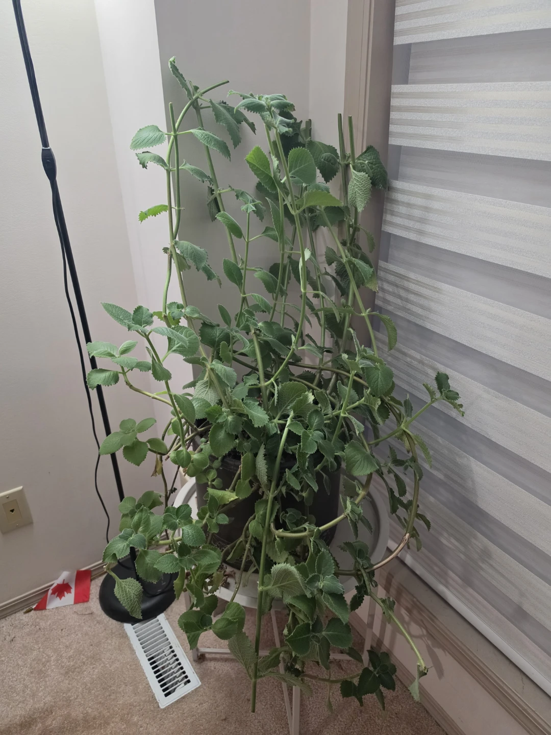 Large Oregano