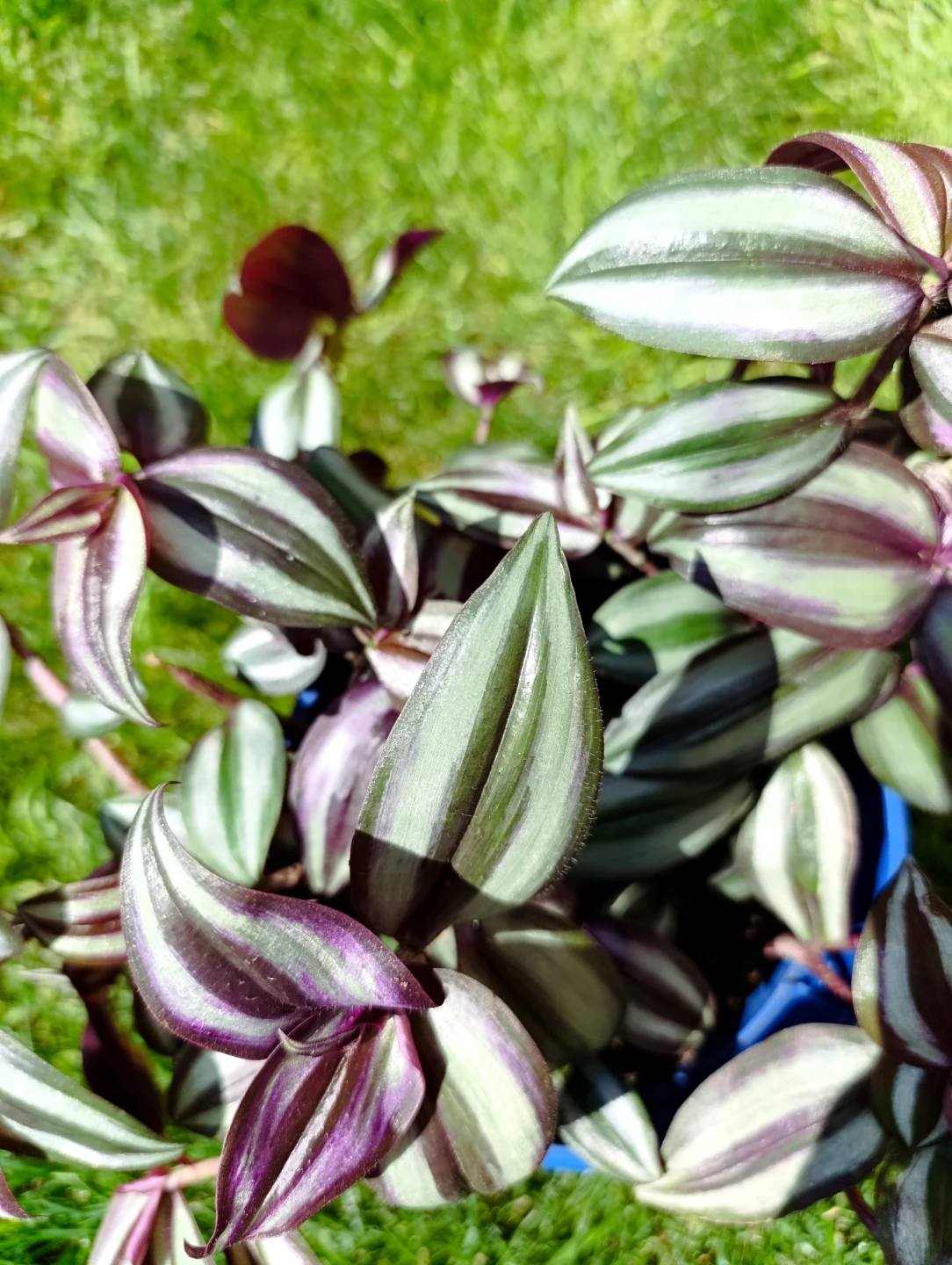 Tradescantia Zebrina Wandering Dude Plant - photo 4