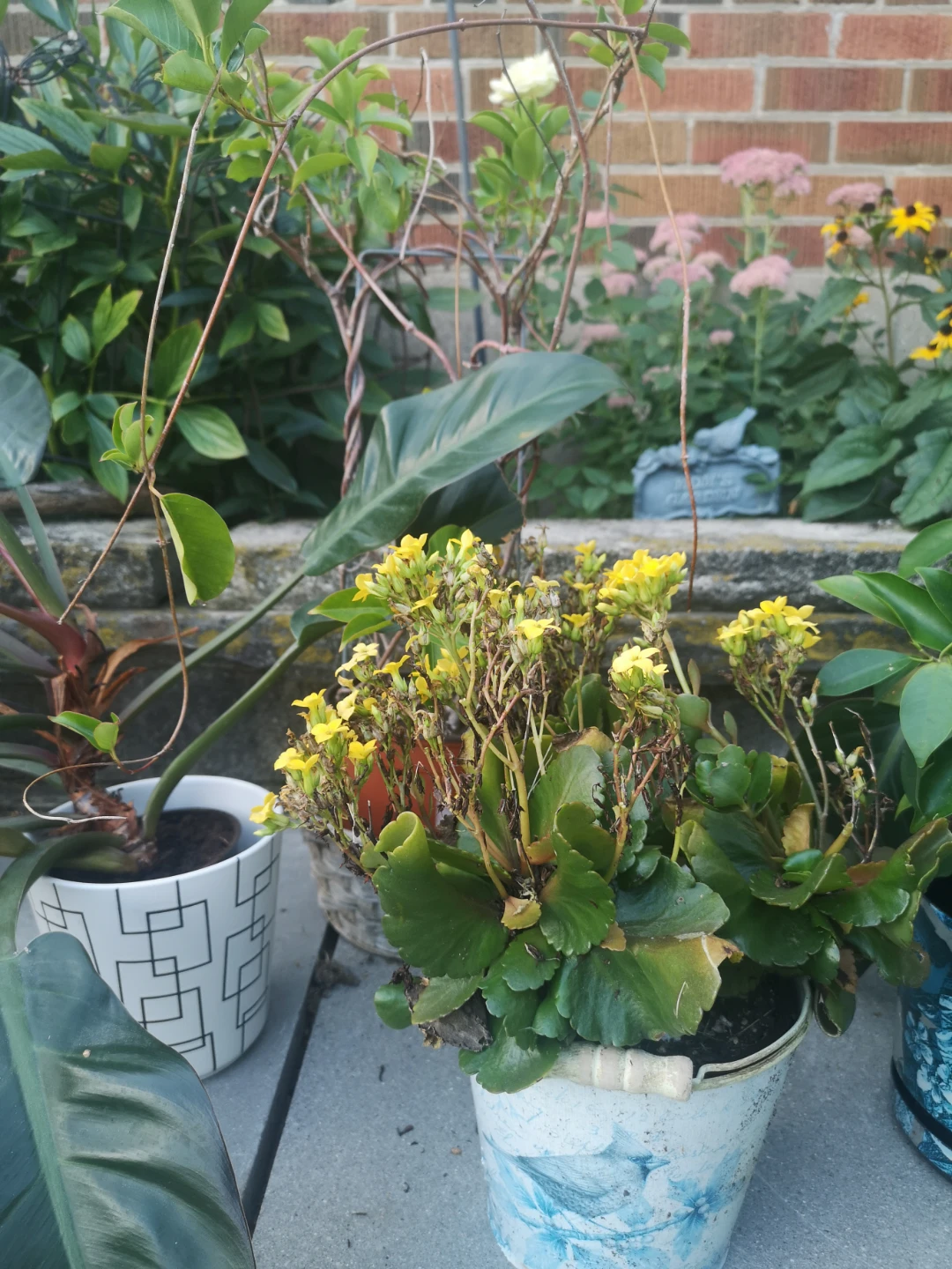 5 plants in pots FREE - photo 5