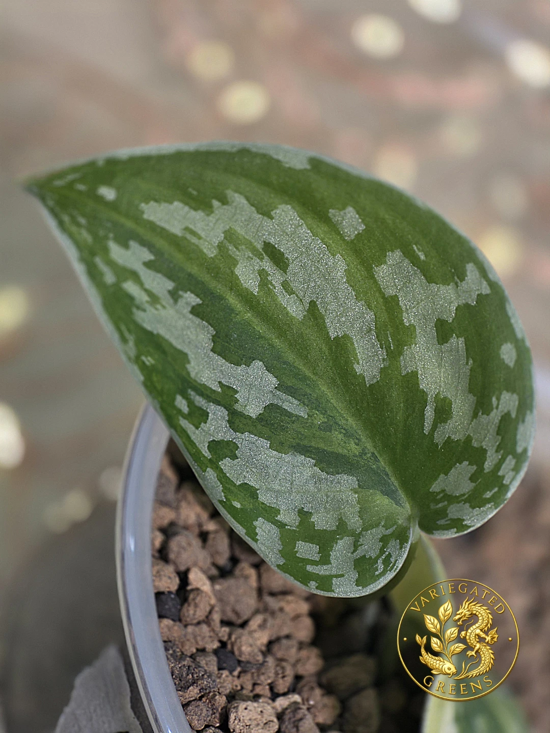 Scindapsus argyraeus GOG "Viridian Weave" - photo 3