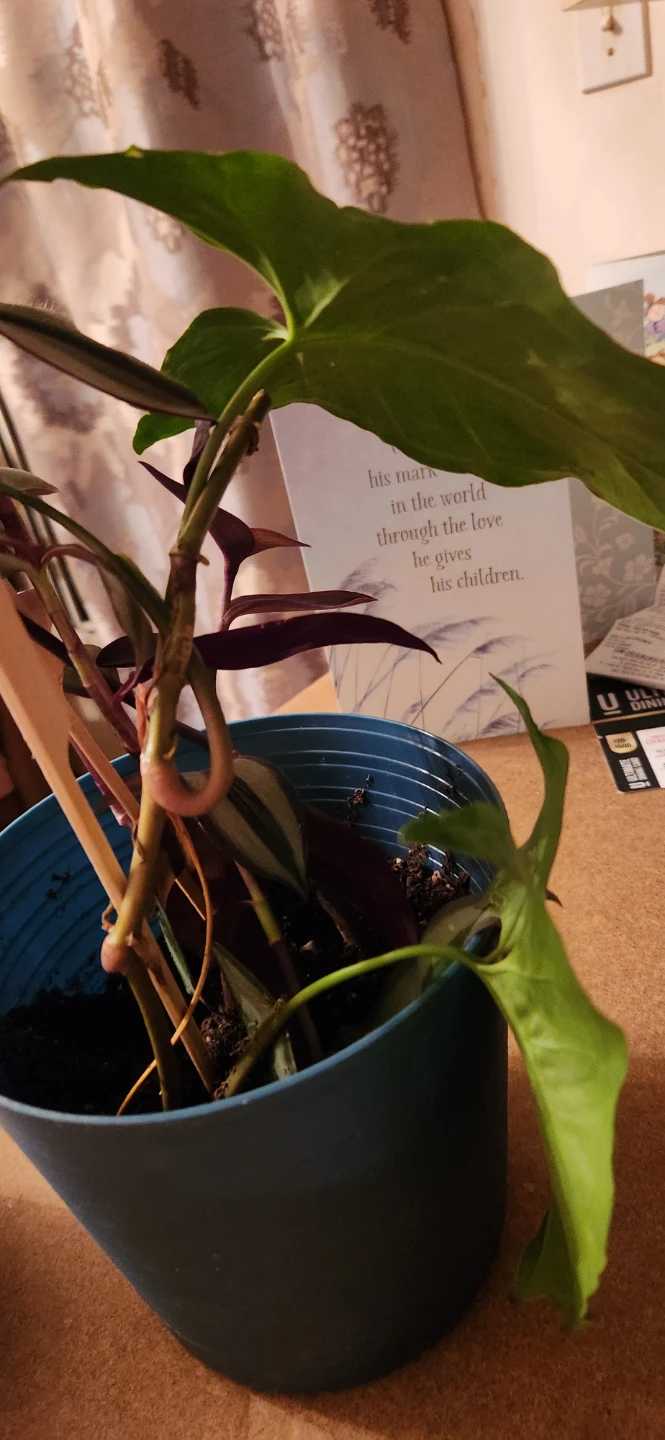 Potted Houseplant 🏈