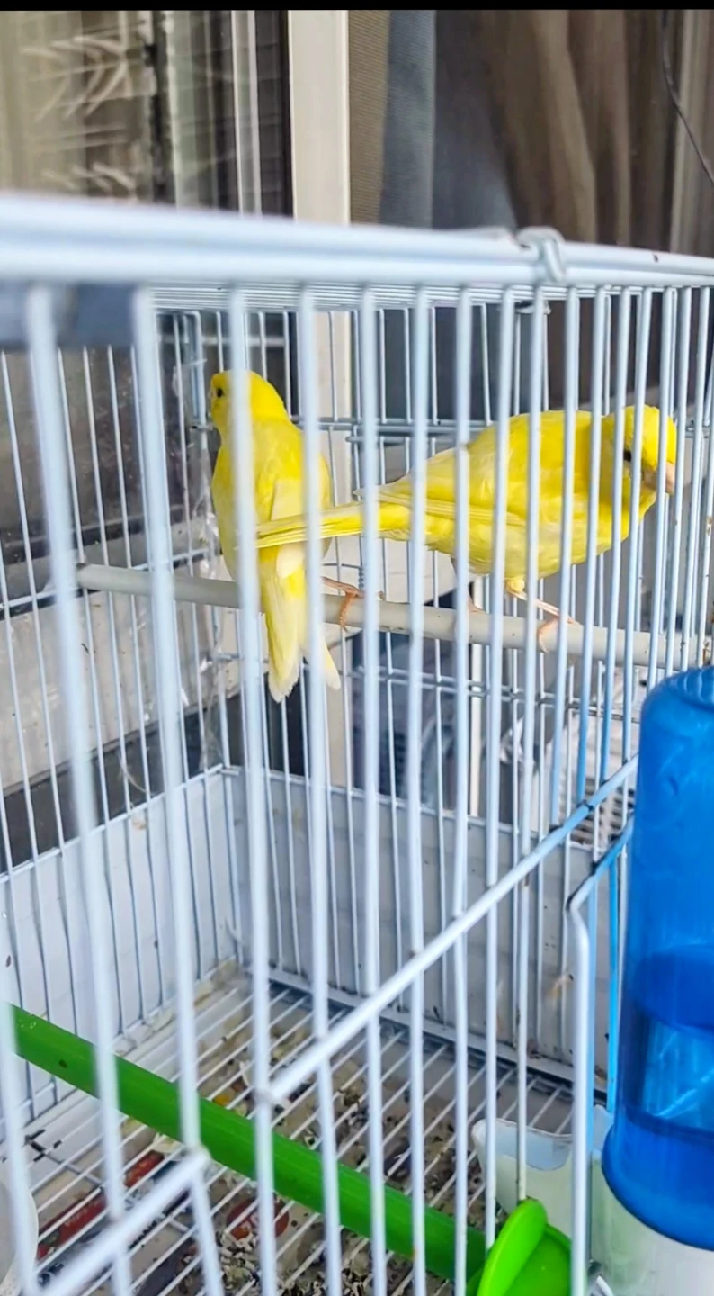 Two young canaries - photo 4