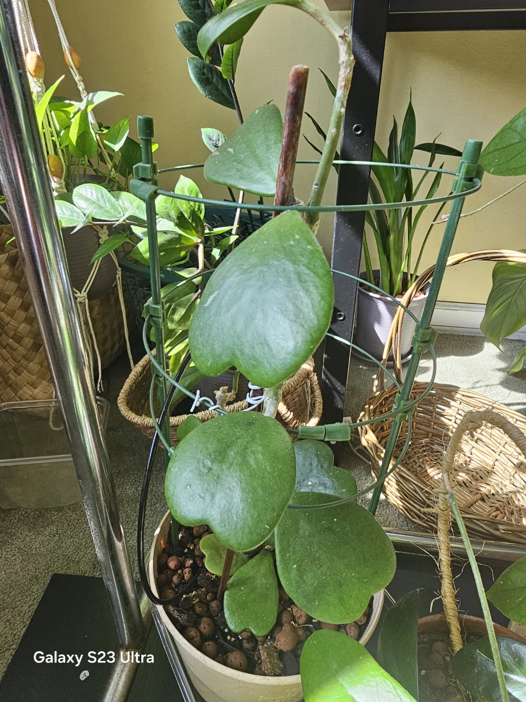 Hoya Kerrii Heart Plant