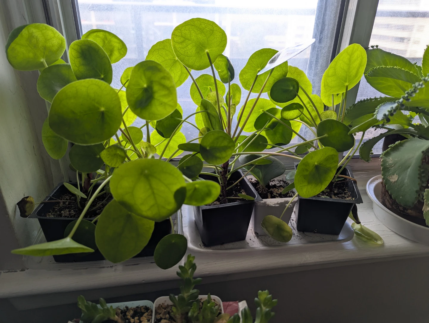 Pilea Peperomioides (Chinese Money Plant) Seedlings