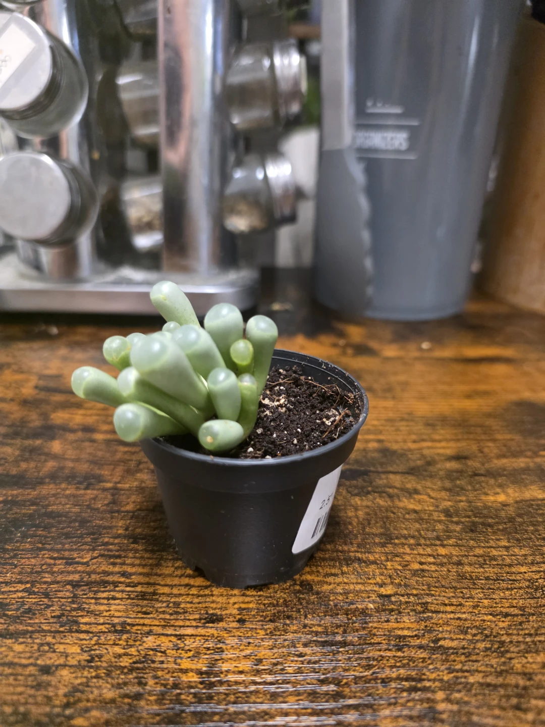 Baby Toes Succulent Plant - photo 2