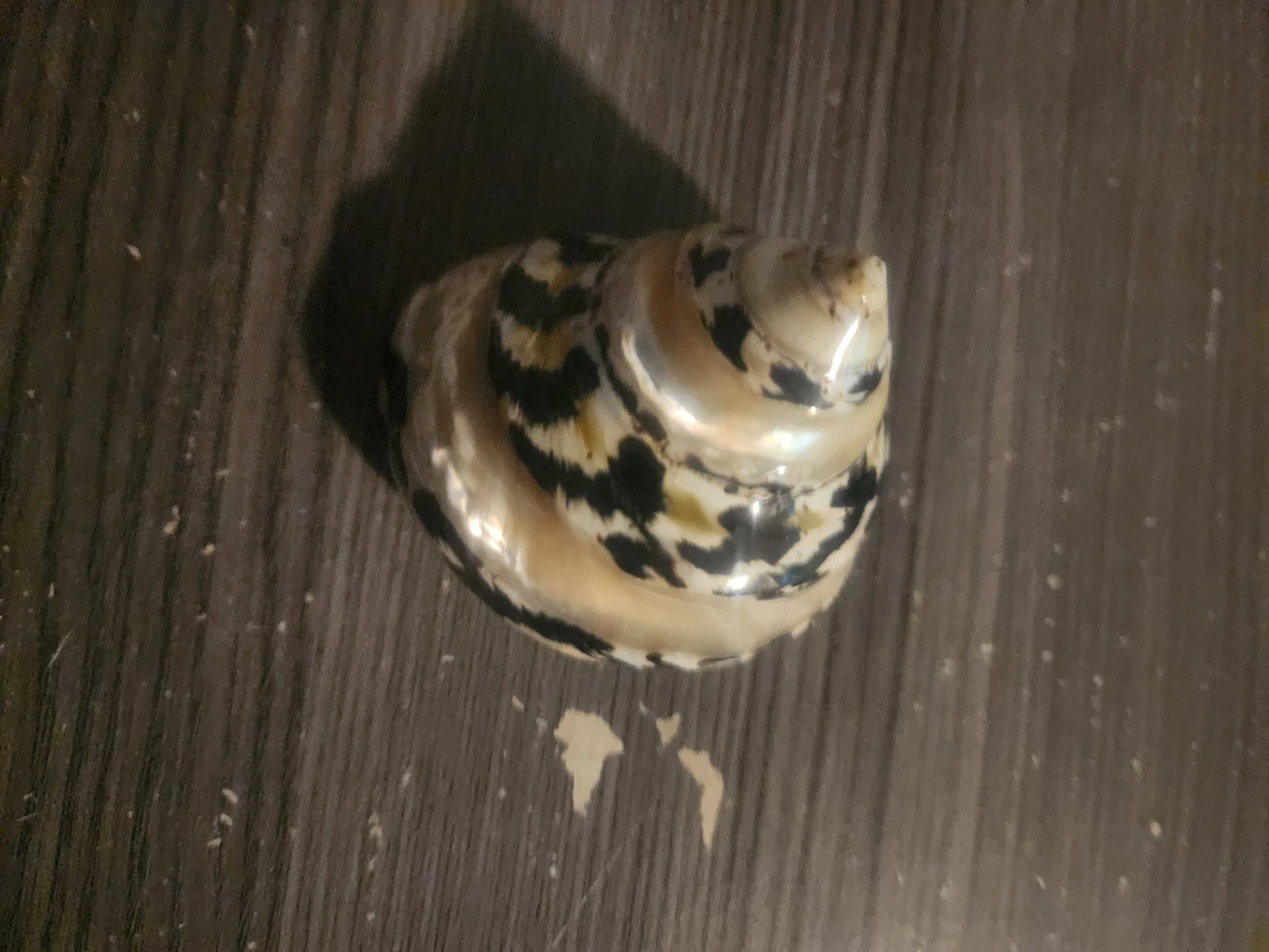 Decorative Seashells - photo 3