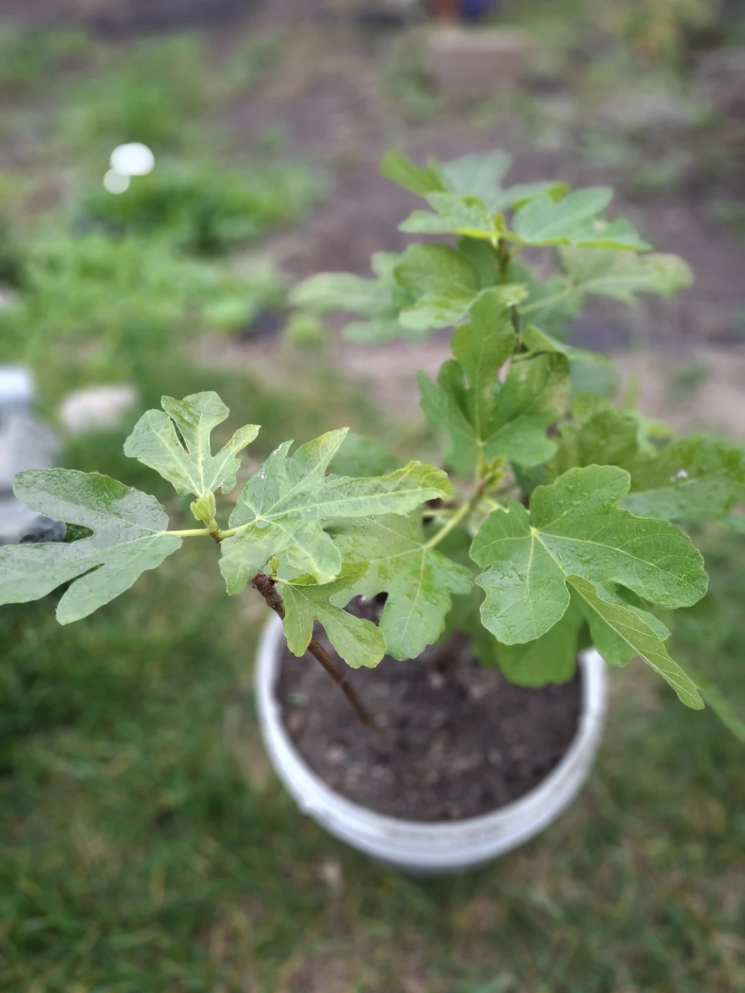 Potted Fig Plant