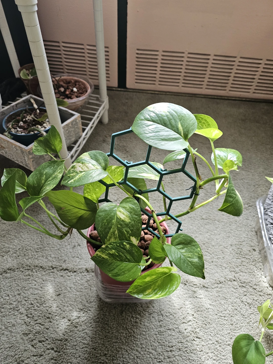 Golden Pothos Plant with Trellis