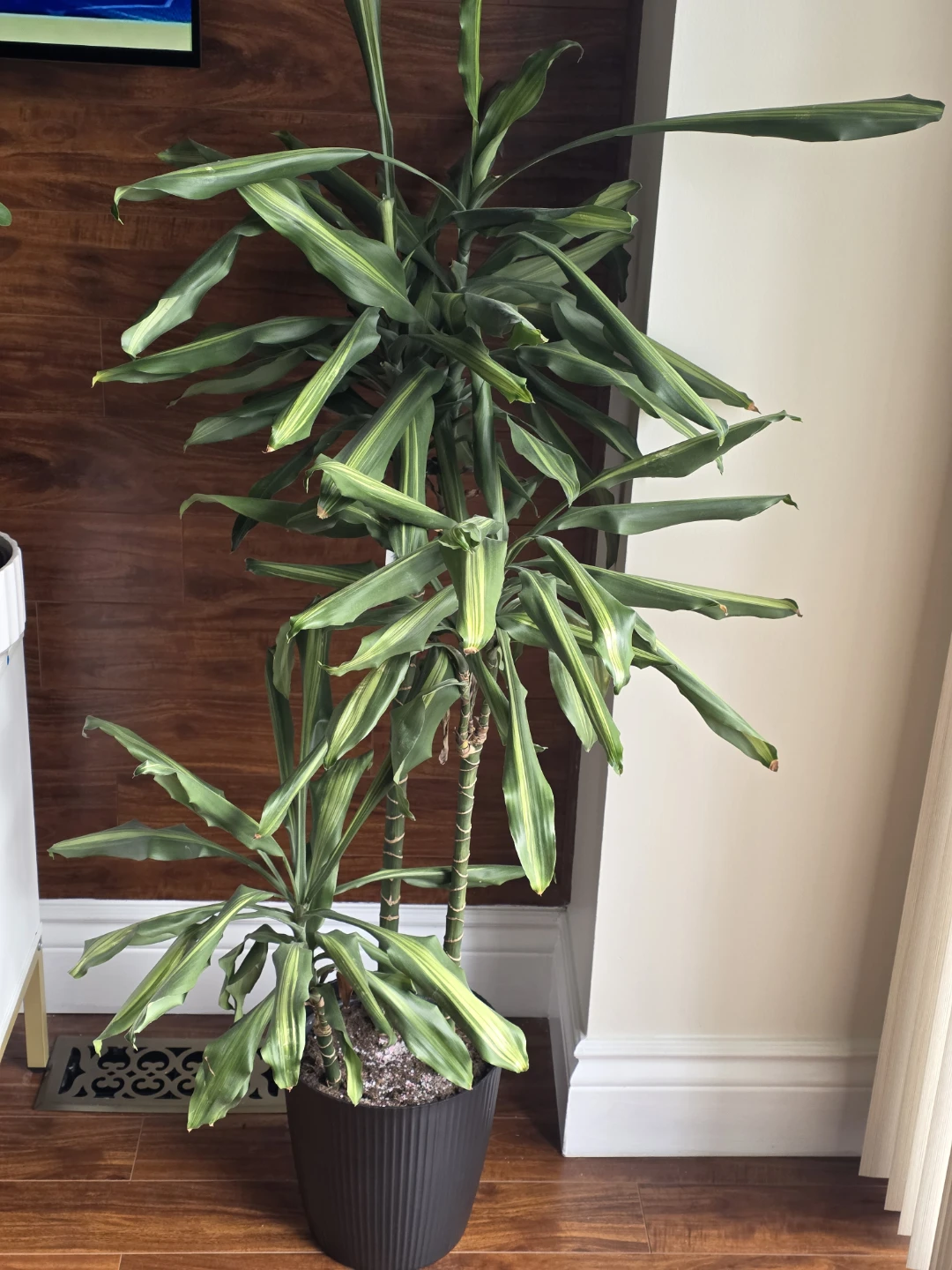 Dracaena Fragans Massangeana Plant