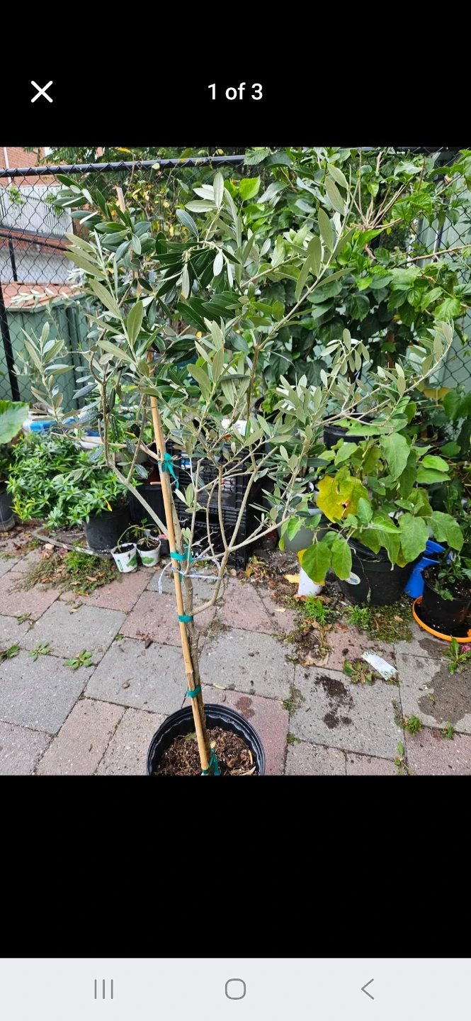 Healthy Olive Tree (4 feet) - photo 2
