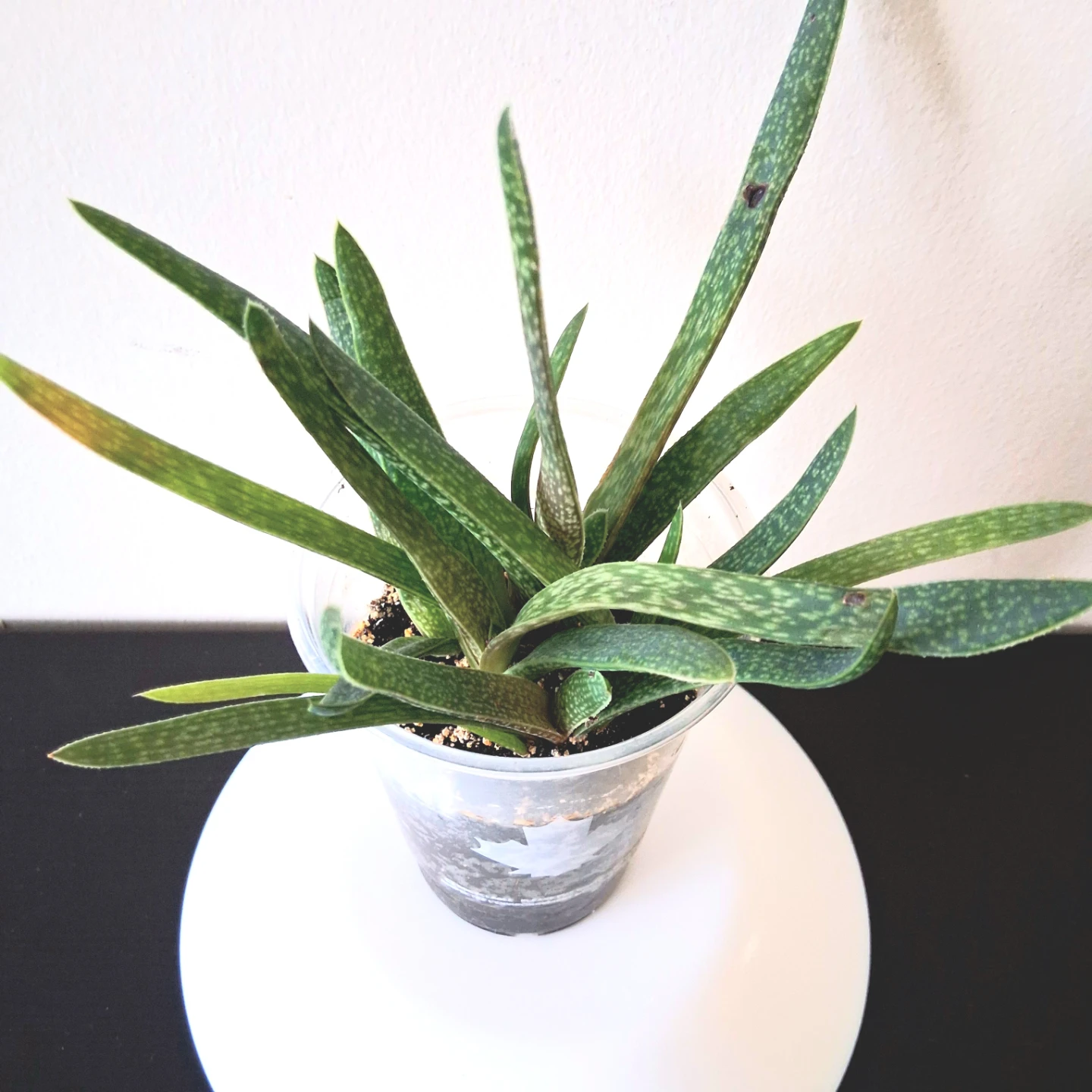 🌱 Aloe 🪴