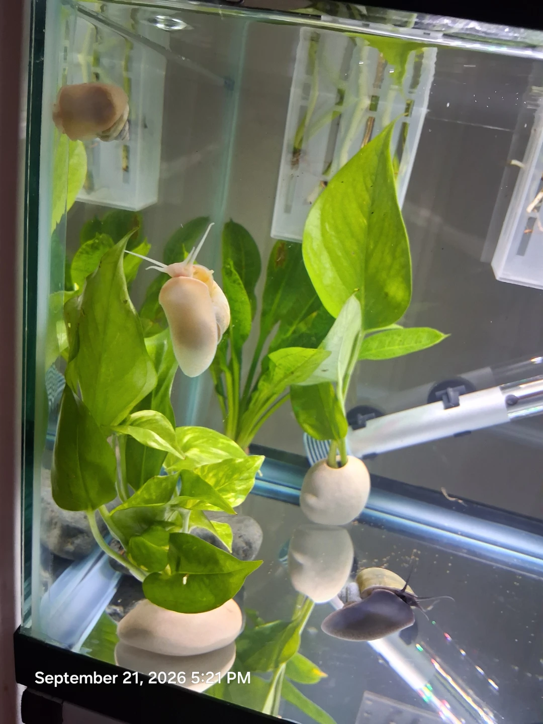 6 Free Mystery snails 🐌 - photo 2