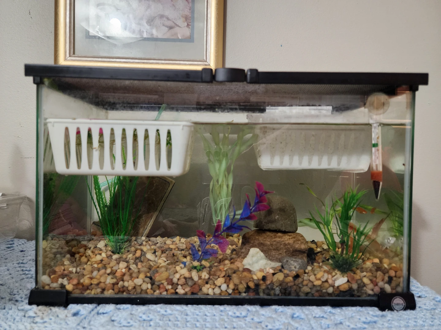 FREE FISH AND FREE FISH TANKS - photo 2