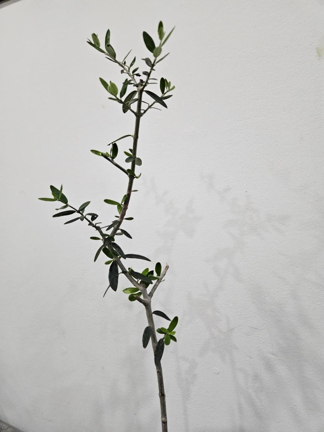 Young Olive Tree - photo 2