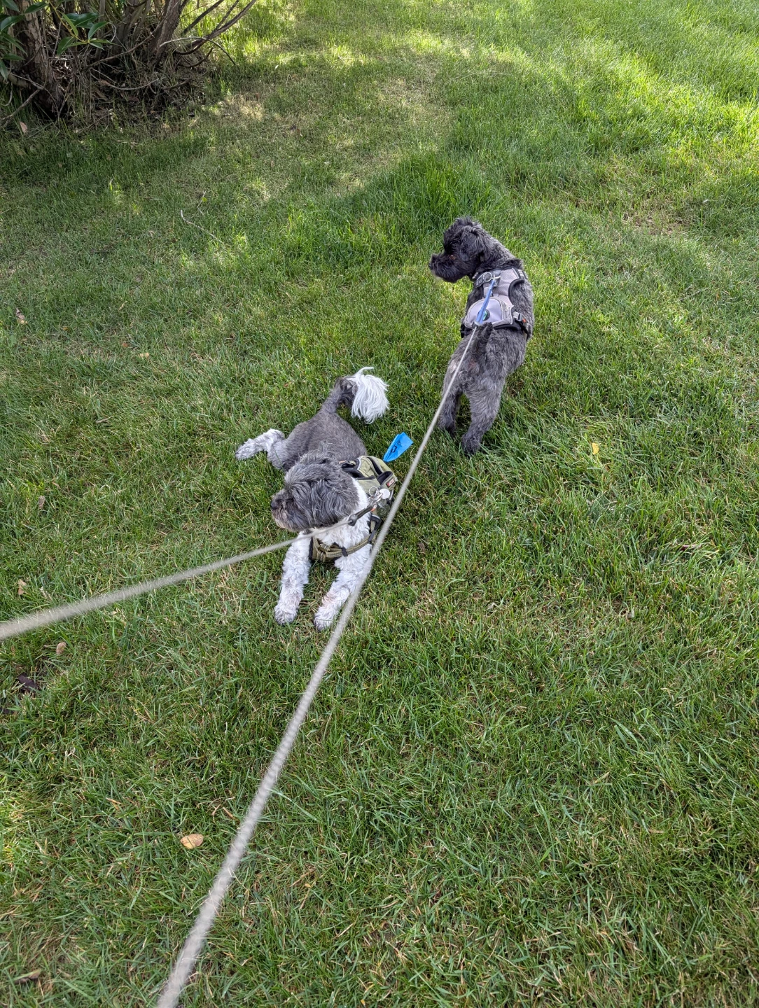 Melanie Cleaning Plus! House and Pet Sitting Services - photo 5
