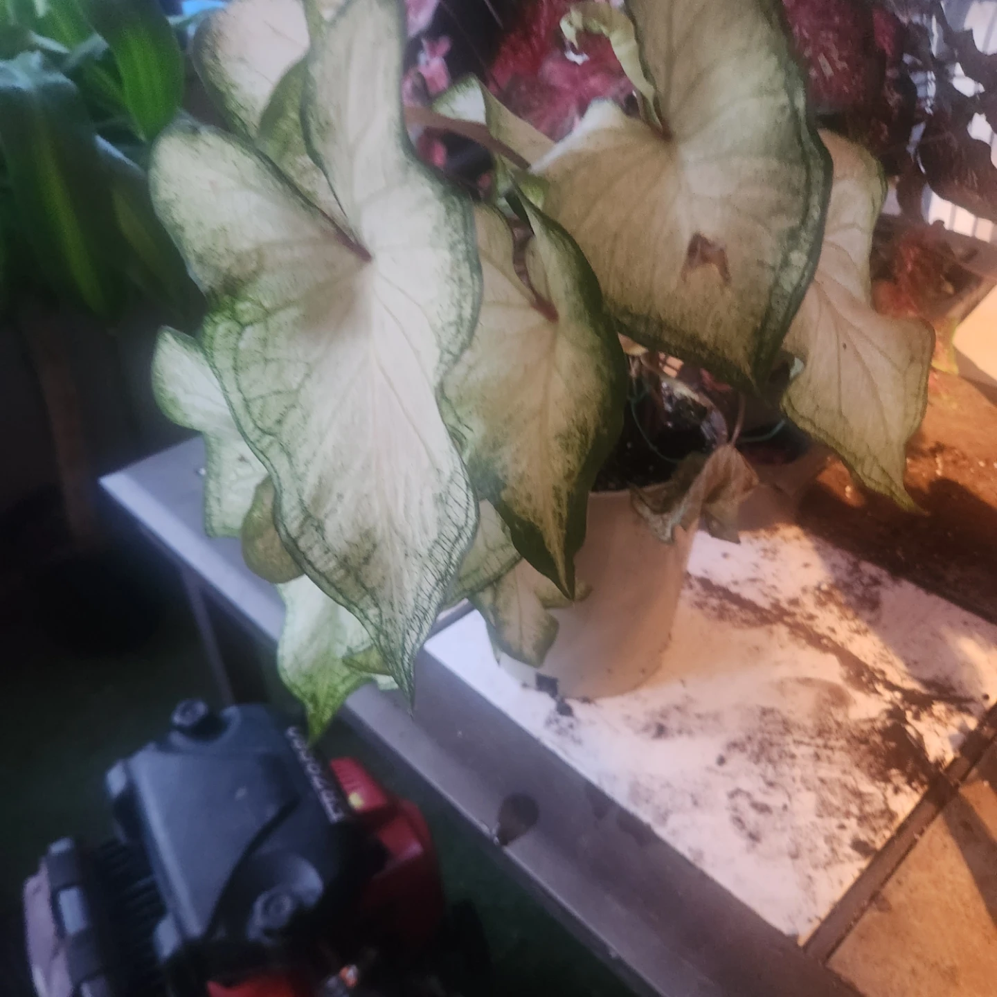 White Caladium plant - photo 2