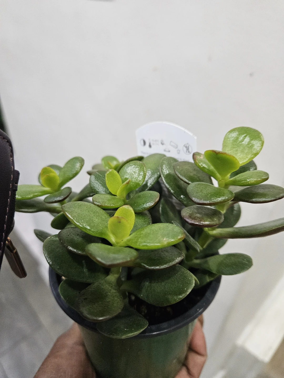 Crassula ovata Jade Plant🏈