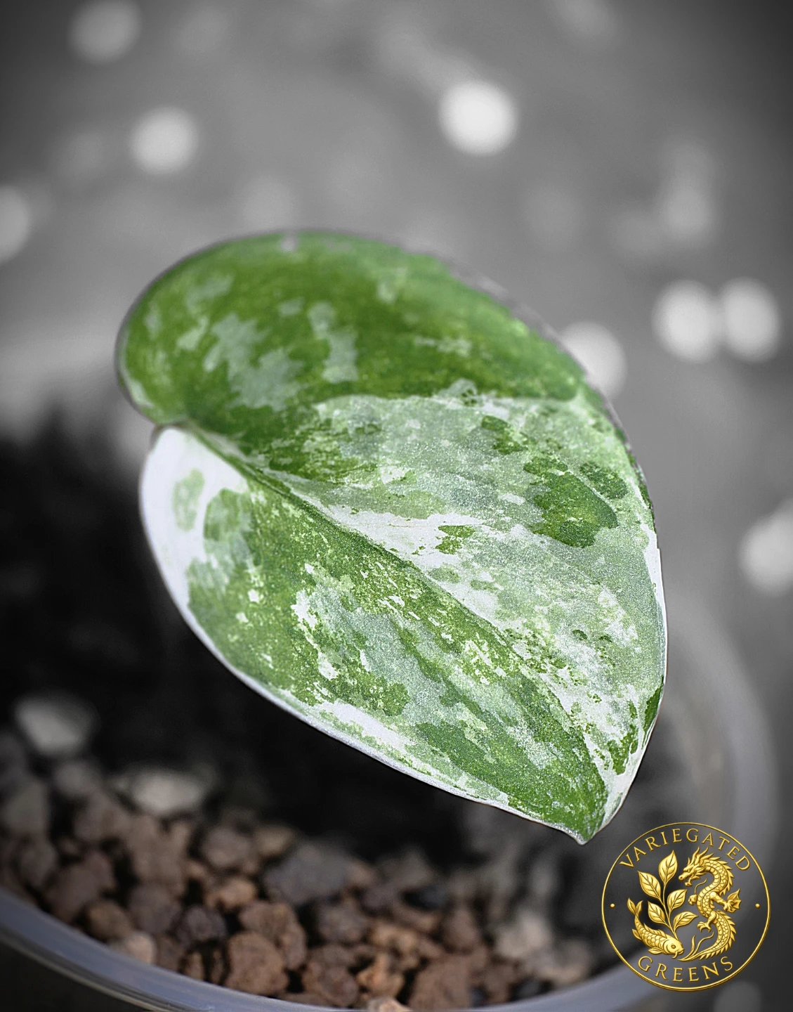 Scindapsus Bahorok "Minted Undertow" - photo 4