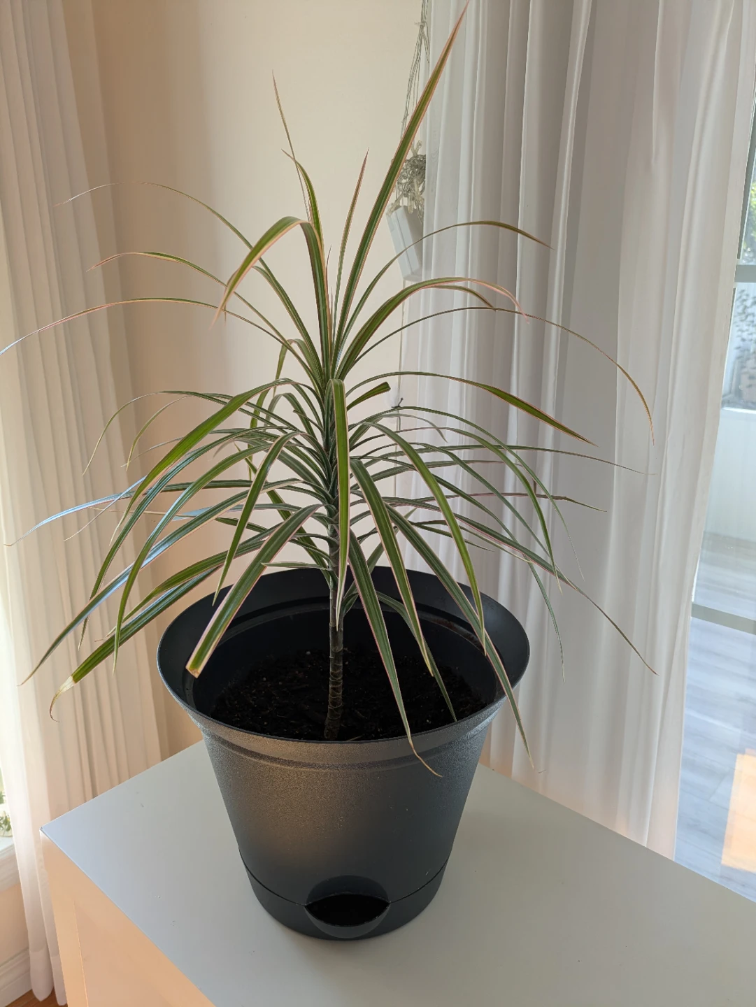 Dracaena Marginata Houseplant
