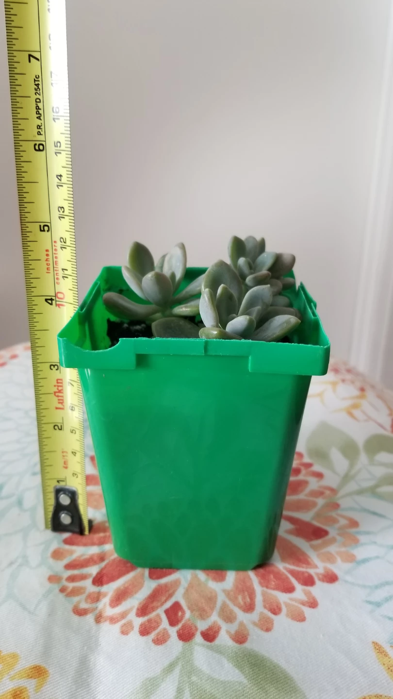 Succulent  Plant - photo 2