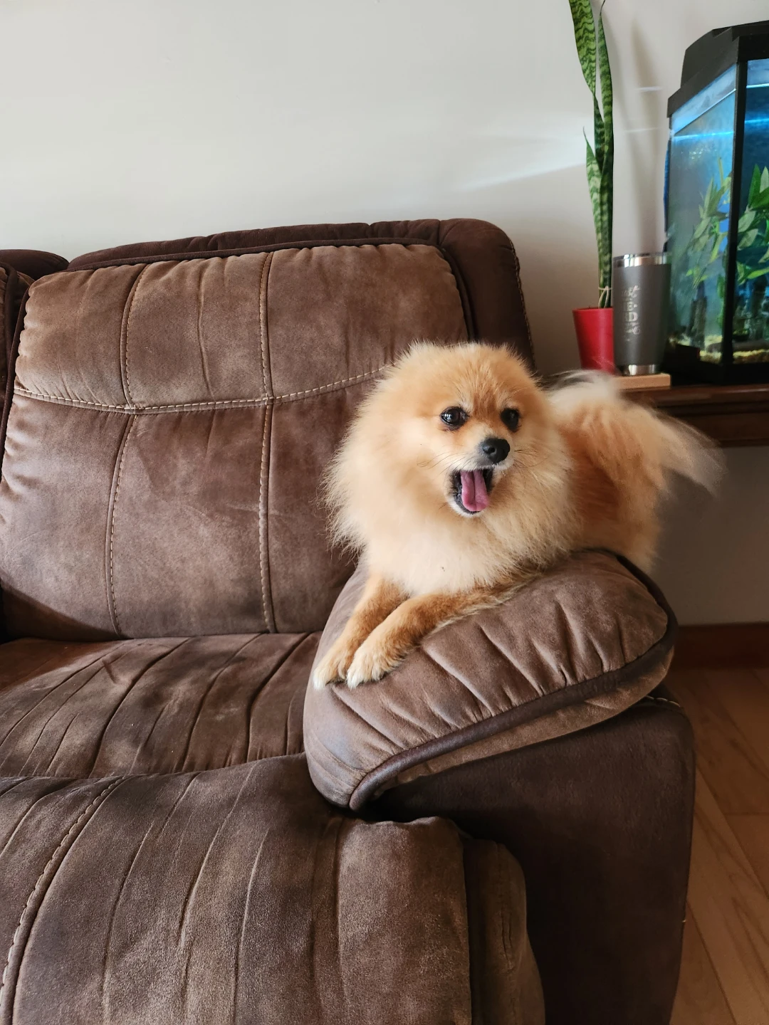 Pomeranian in need of a new home