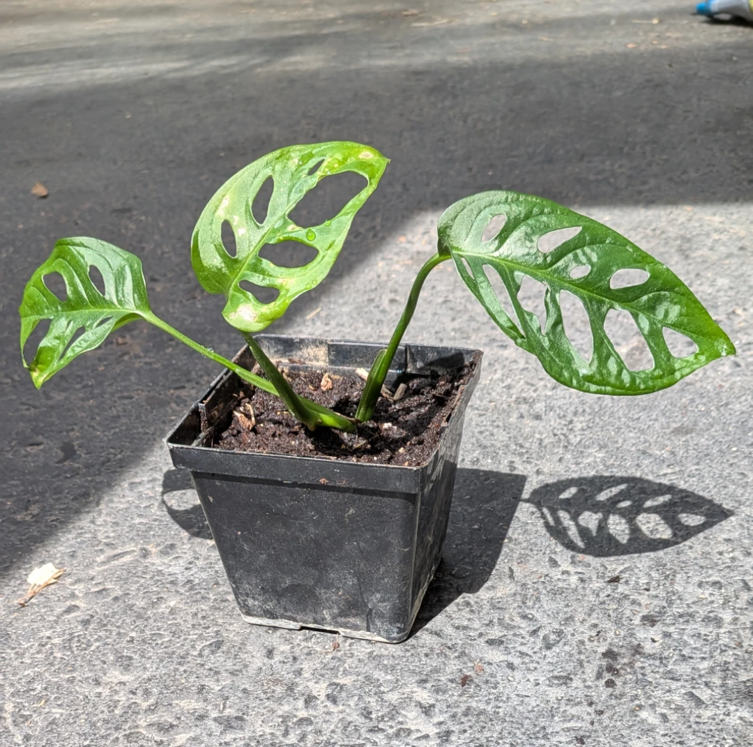Monstera Adansonii Swiss Cheese Plant