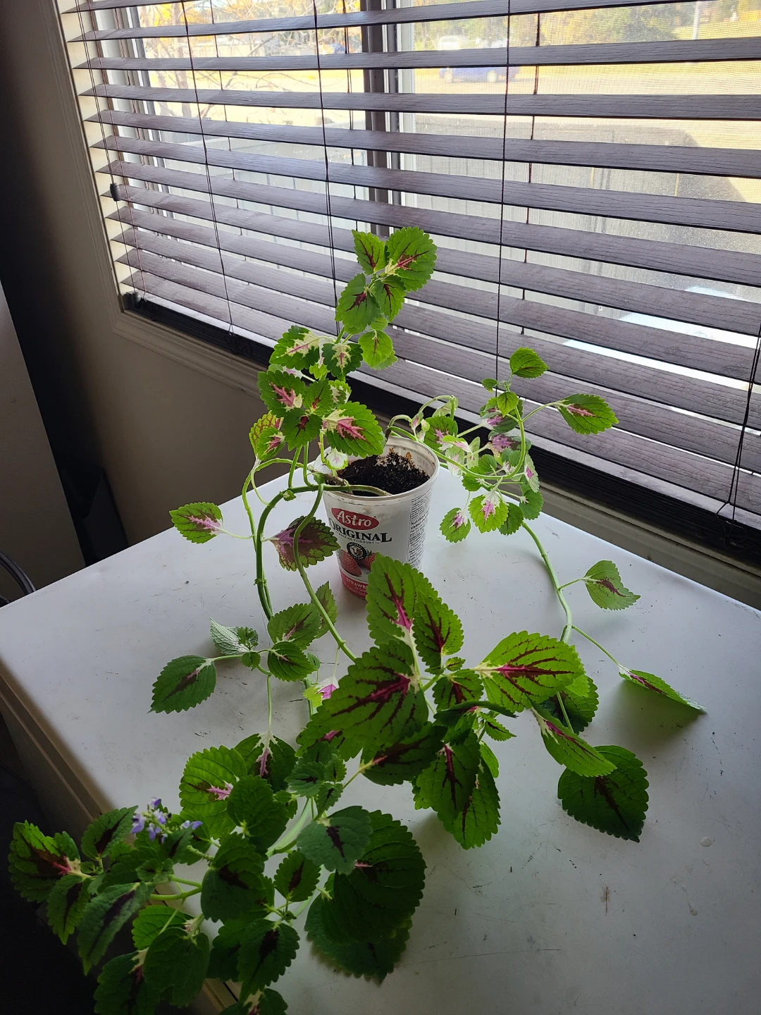 Coleus plant