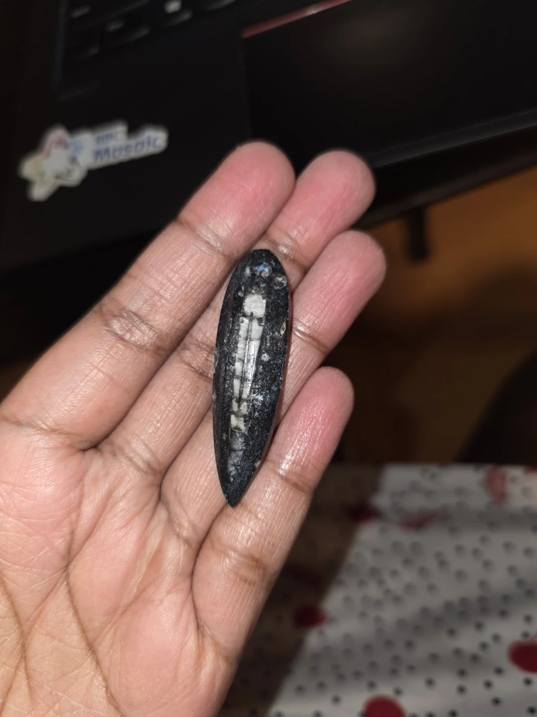 Fossilized Shell Specimen