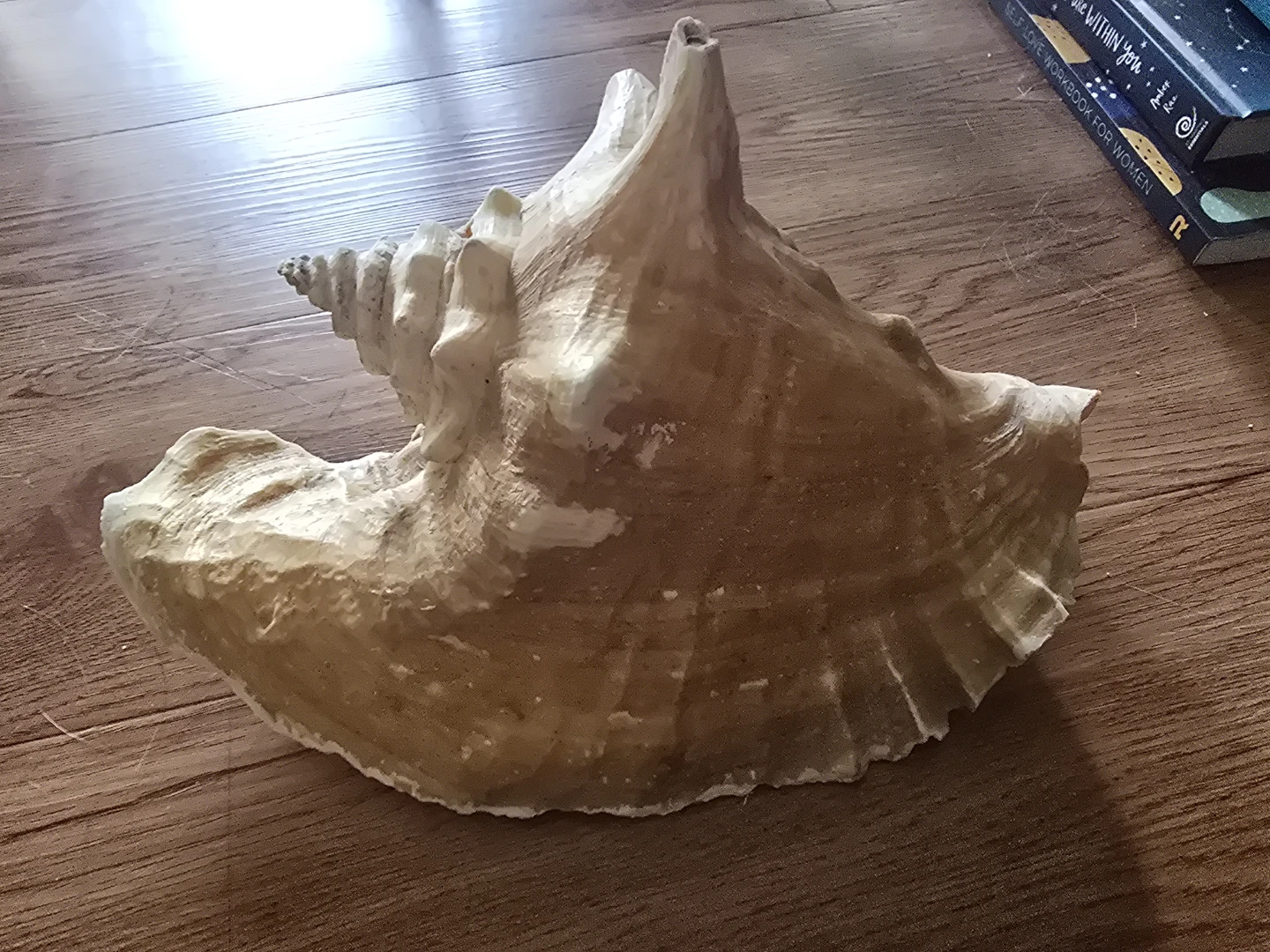 Large Conch Shell - photo 2