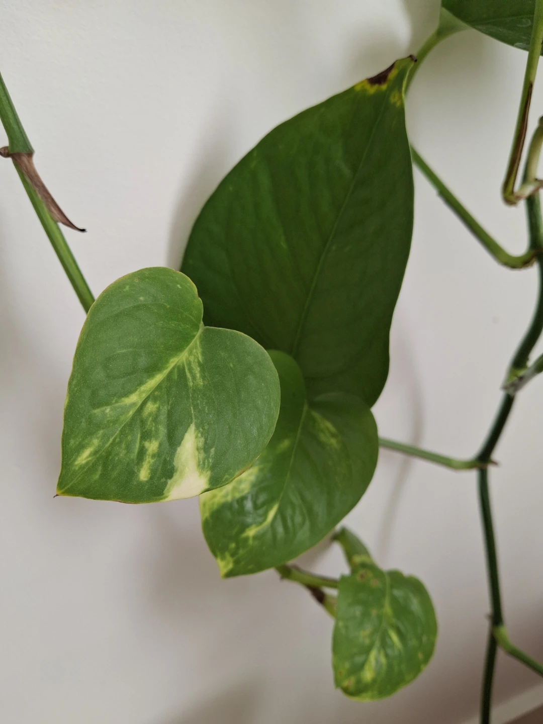 Trailing Golden Pothos Plant - photo 5