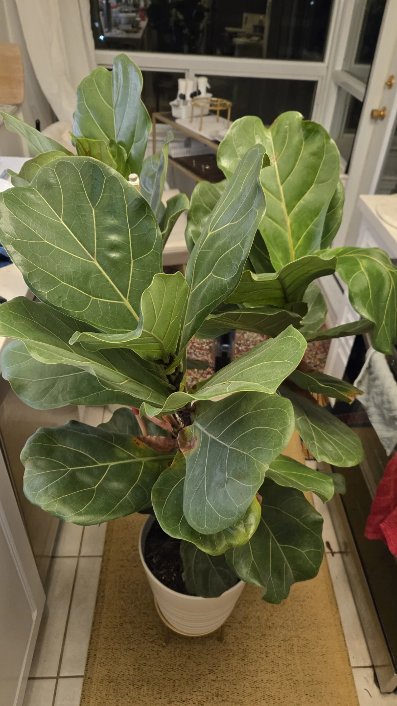 Large Fiddle Leaf Fig Plant with White ceramic pot