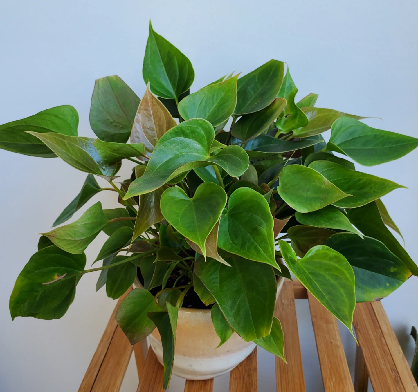 14" Anthurium Plant in Ceramic Pot - photo 2