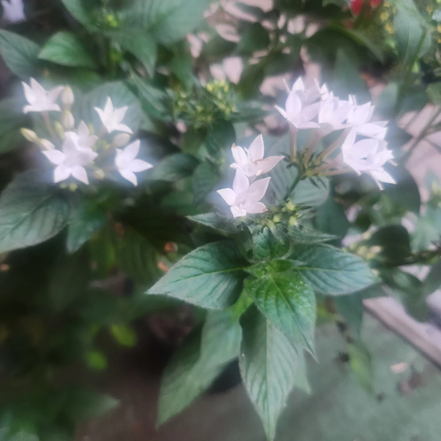 White Egyptian Starcluster Pentas Plant - photo 5