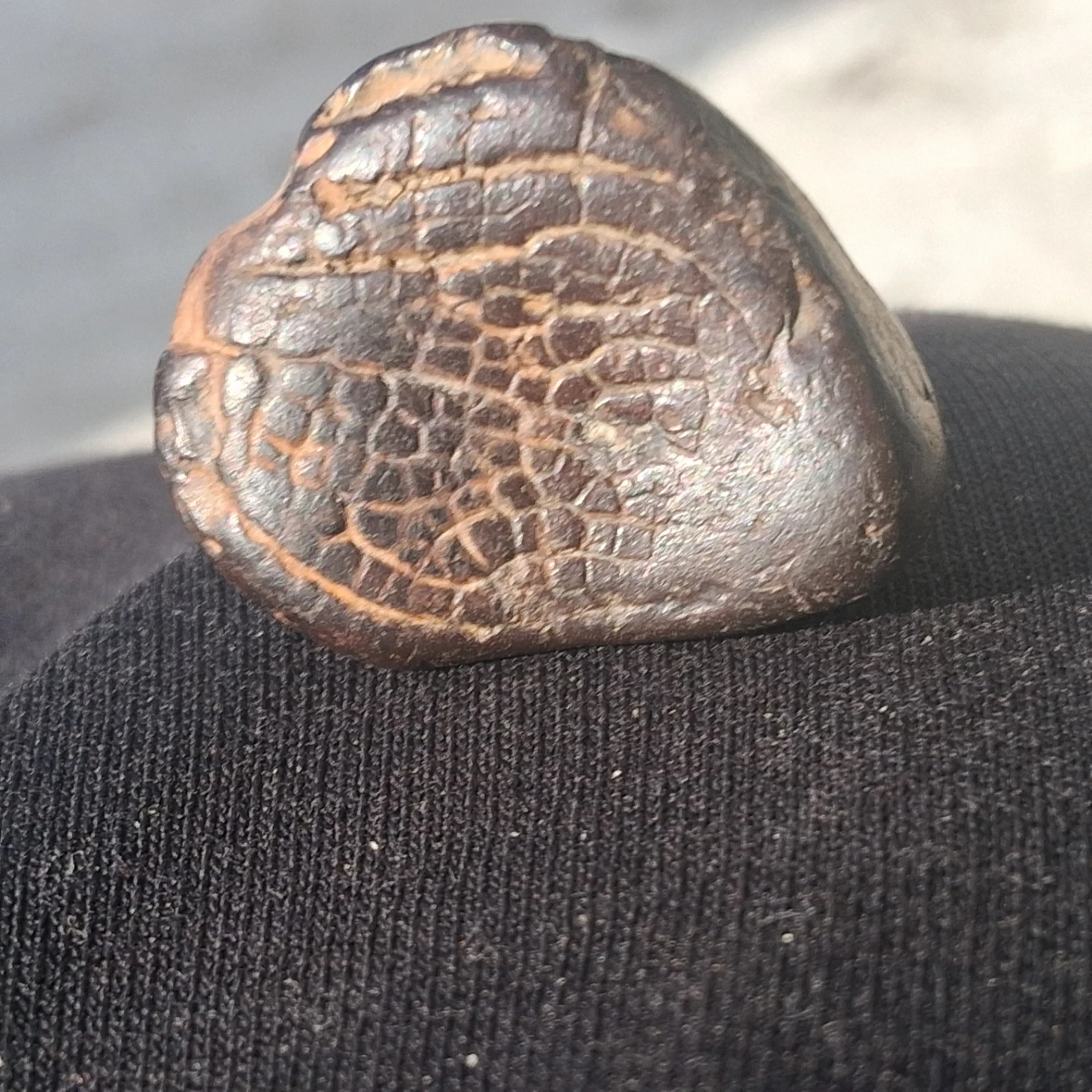 Fossilized Dinosaur Bone Fragment