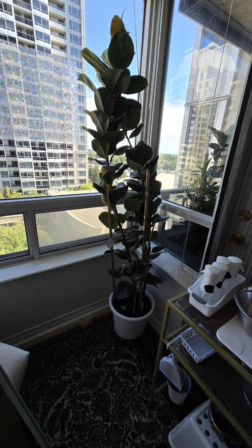 Large Rubber Plant in White Pot