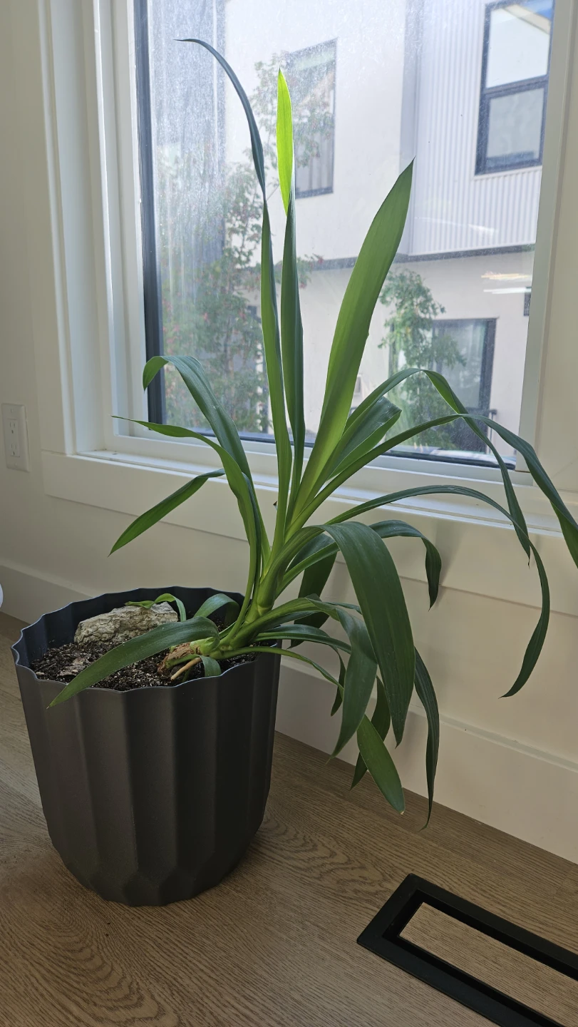 Yucca plant in black pot - photo 3