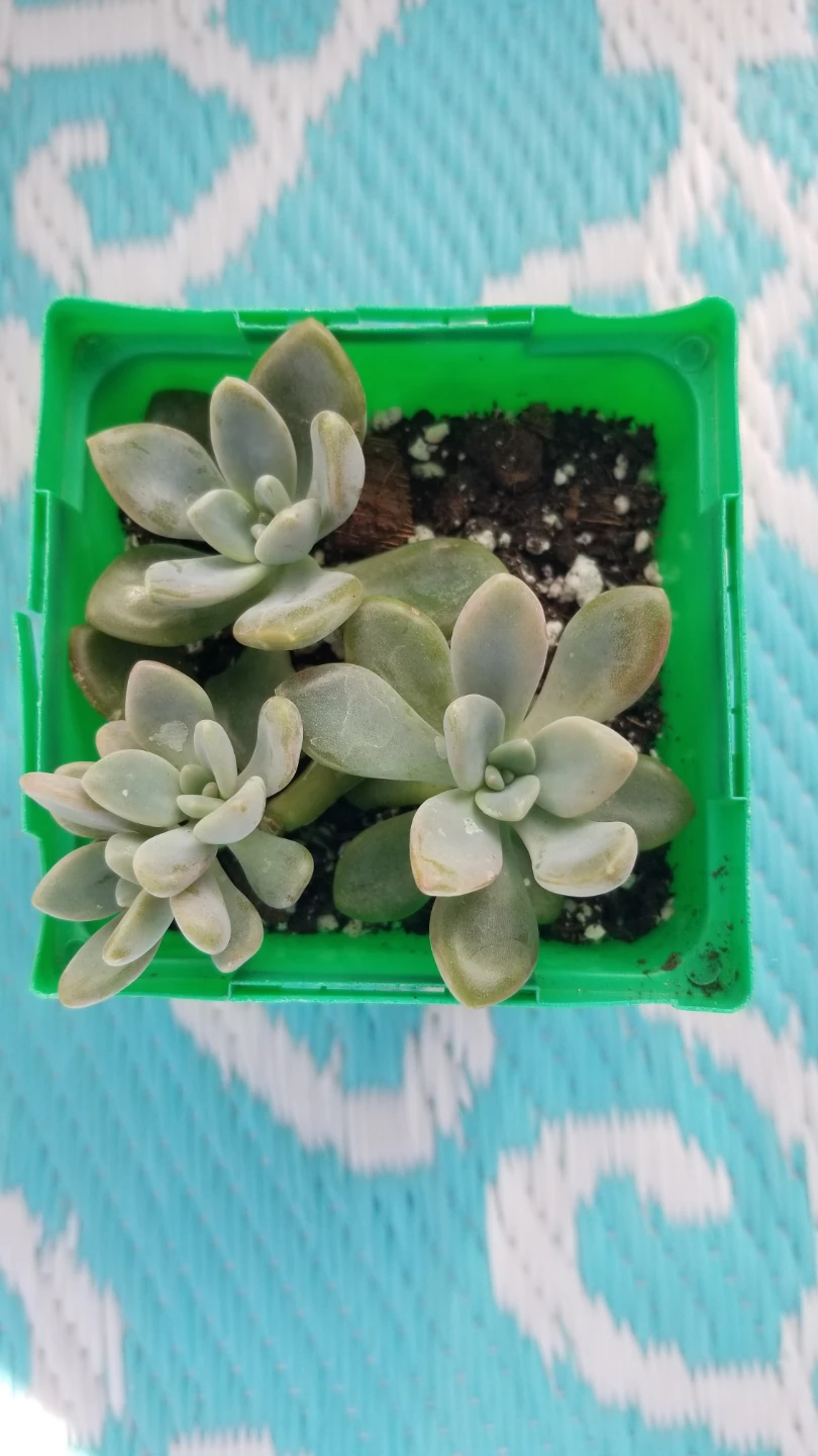 Succulent  Plant