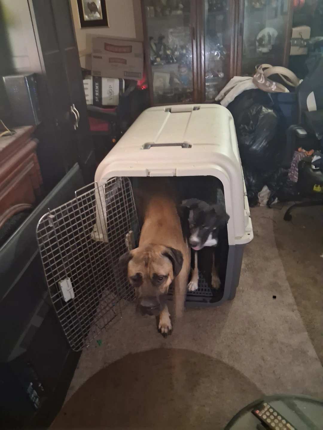 Large Hard-Sided Pet Travel Crate - photo 4
