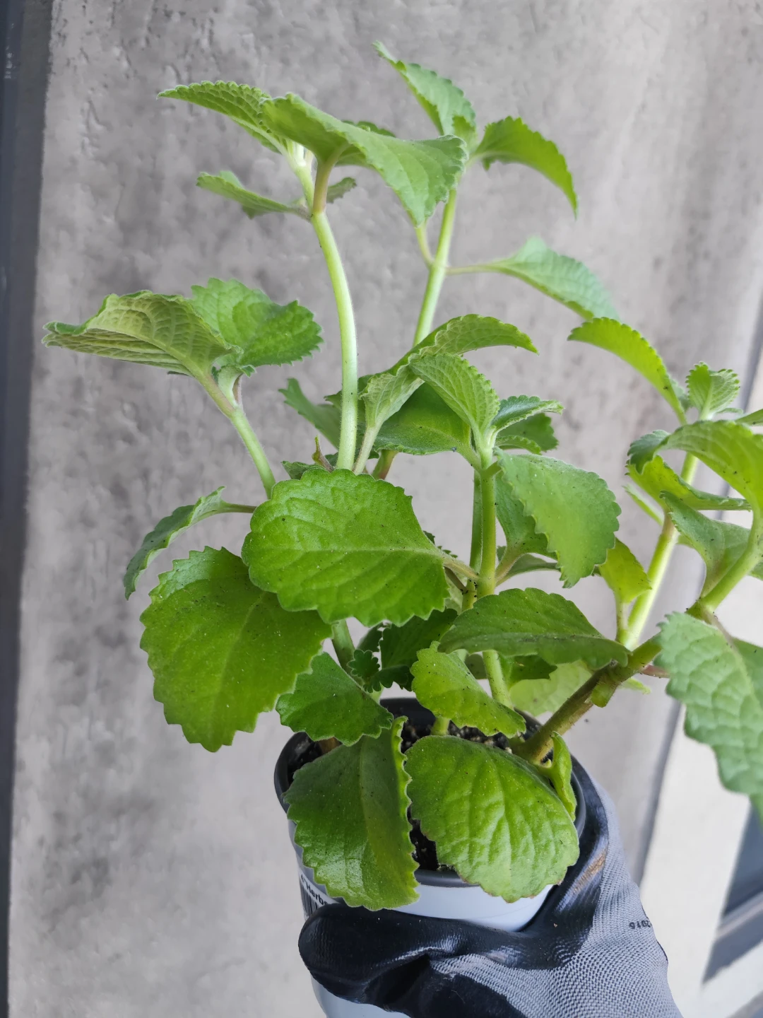 Mexican Mint Plant