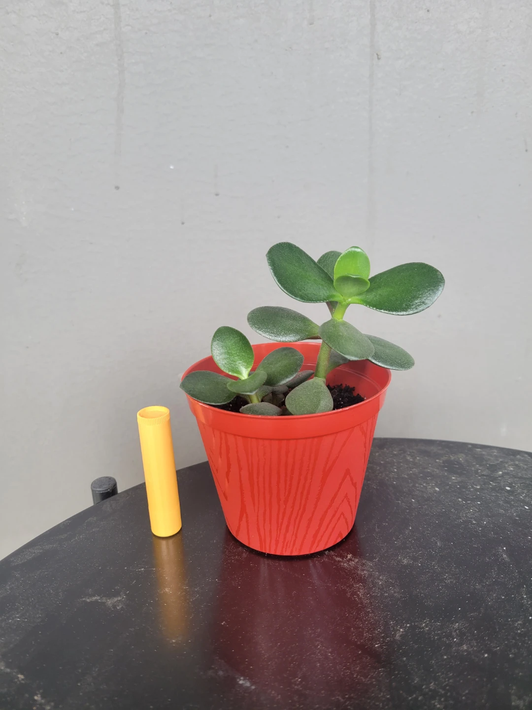 Baby jade plants