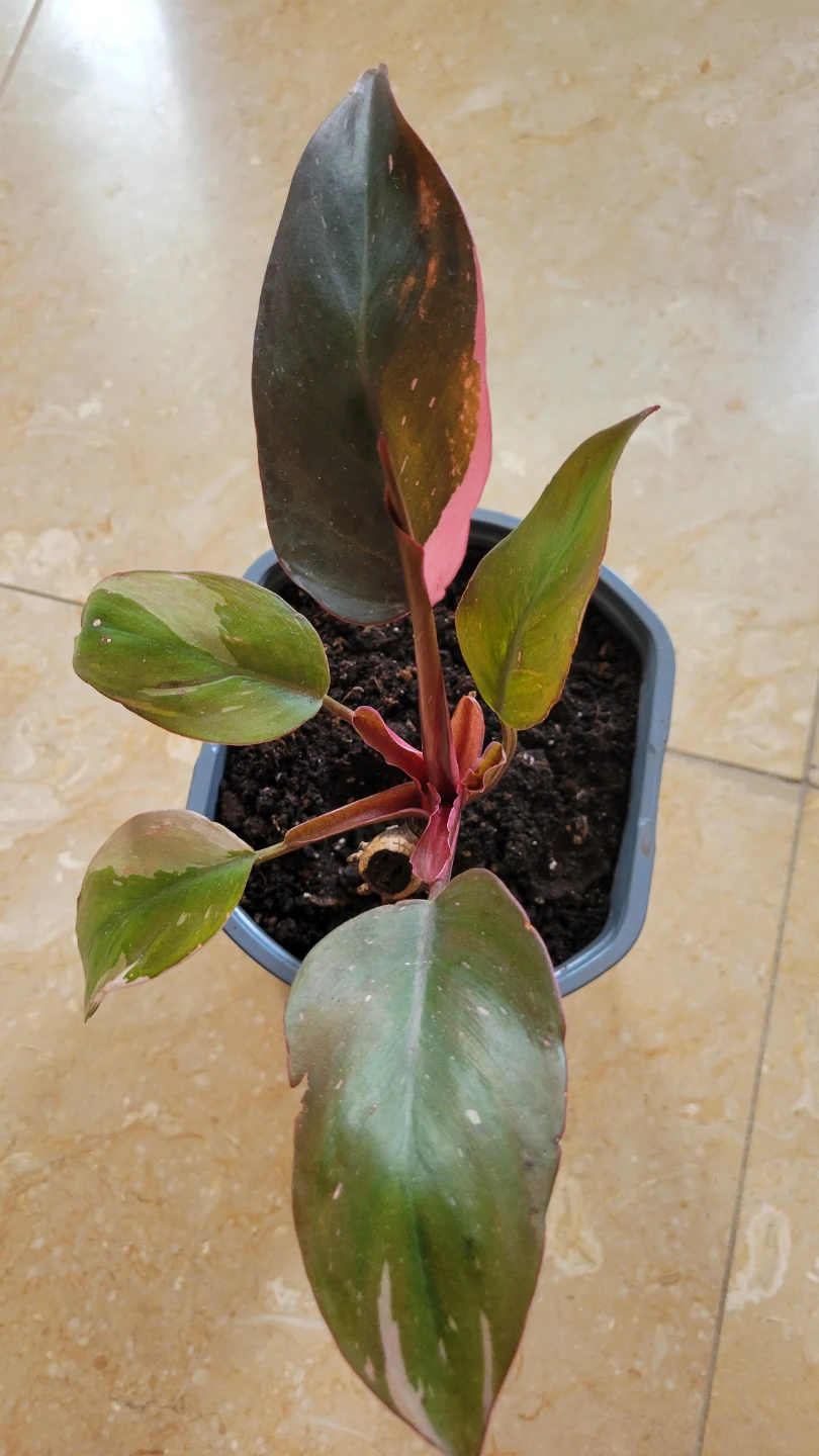 Philodendron Pink Princess plant
