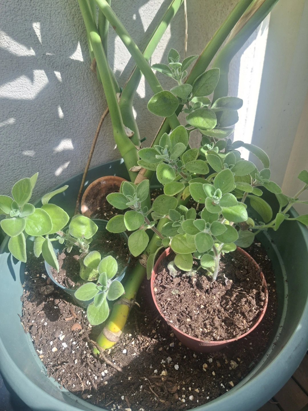 Cuban Oregano Plants x2