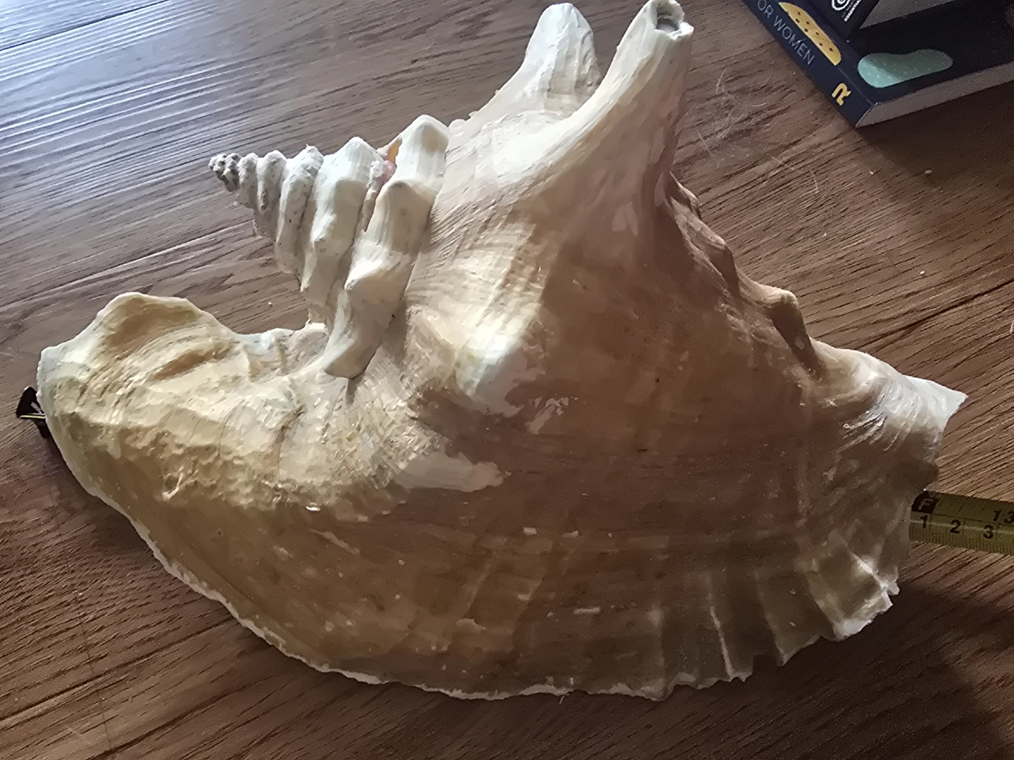 Large Conch Shell - photo 5