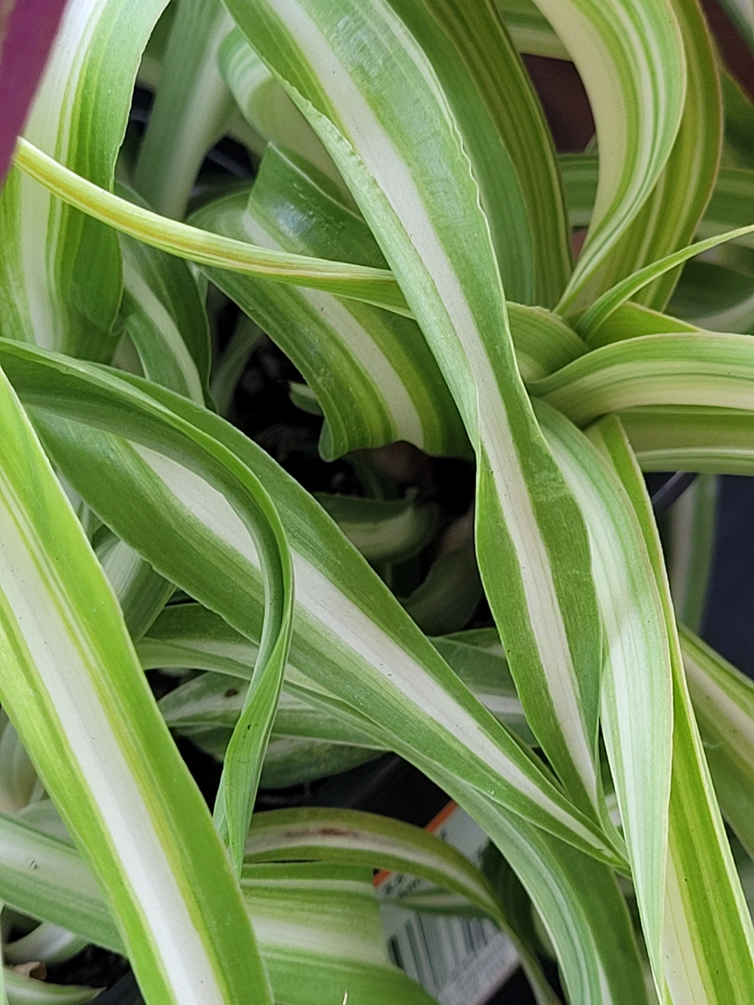 Variegated Spider Plant in Pot - photo 3
