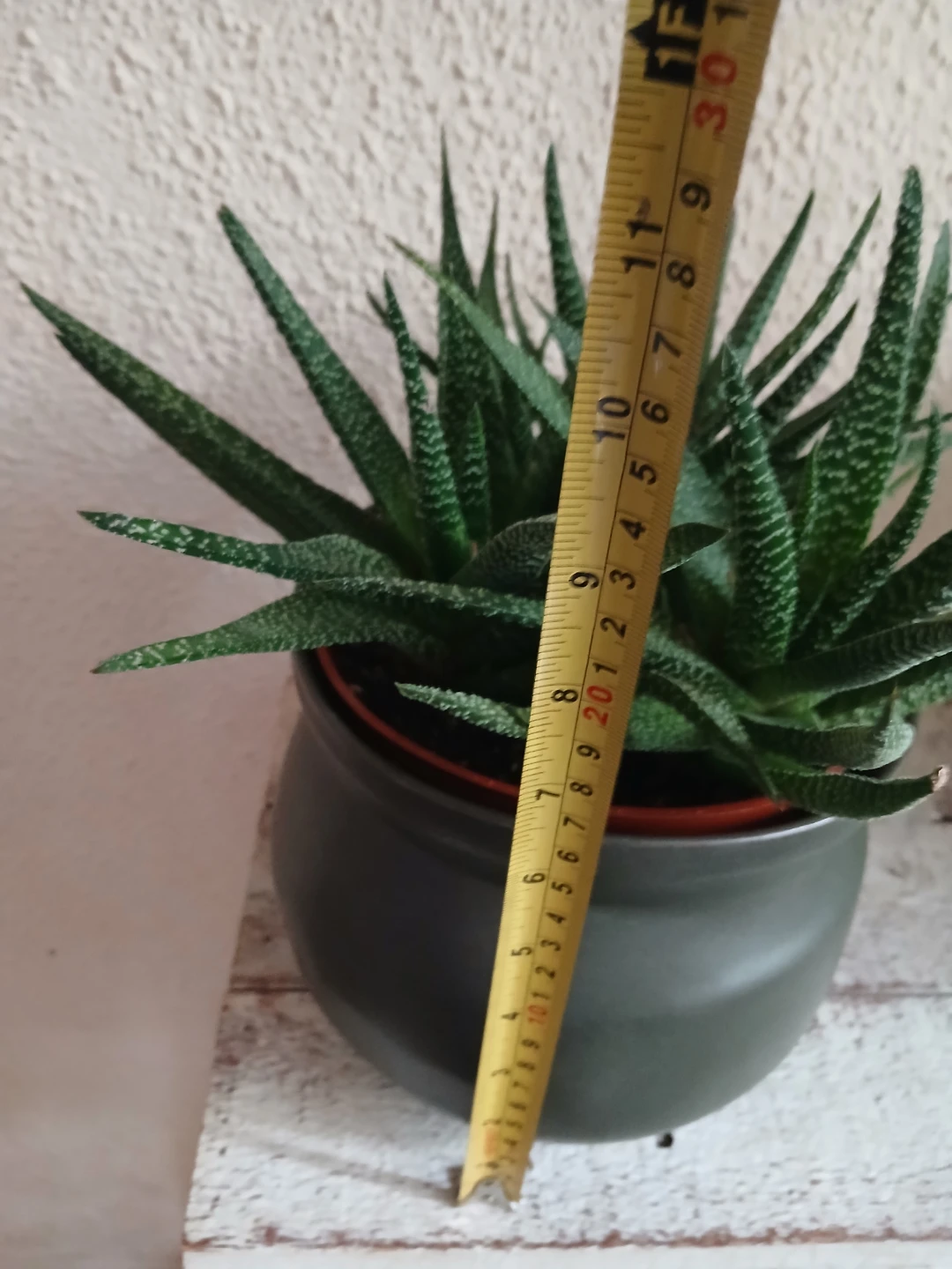 Haworthia Zebra Succulent in Dark Grey Pot - photo 4