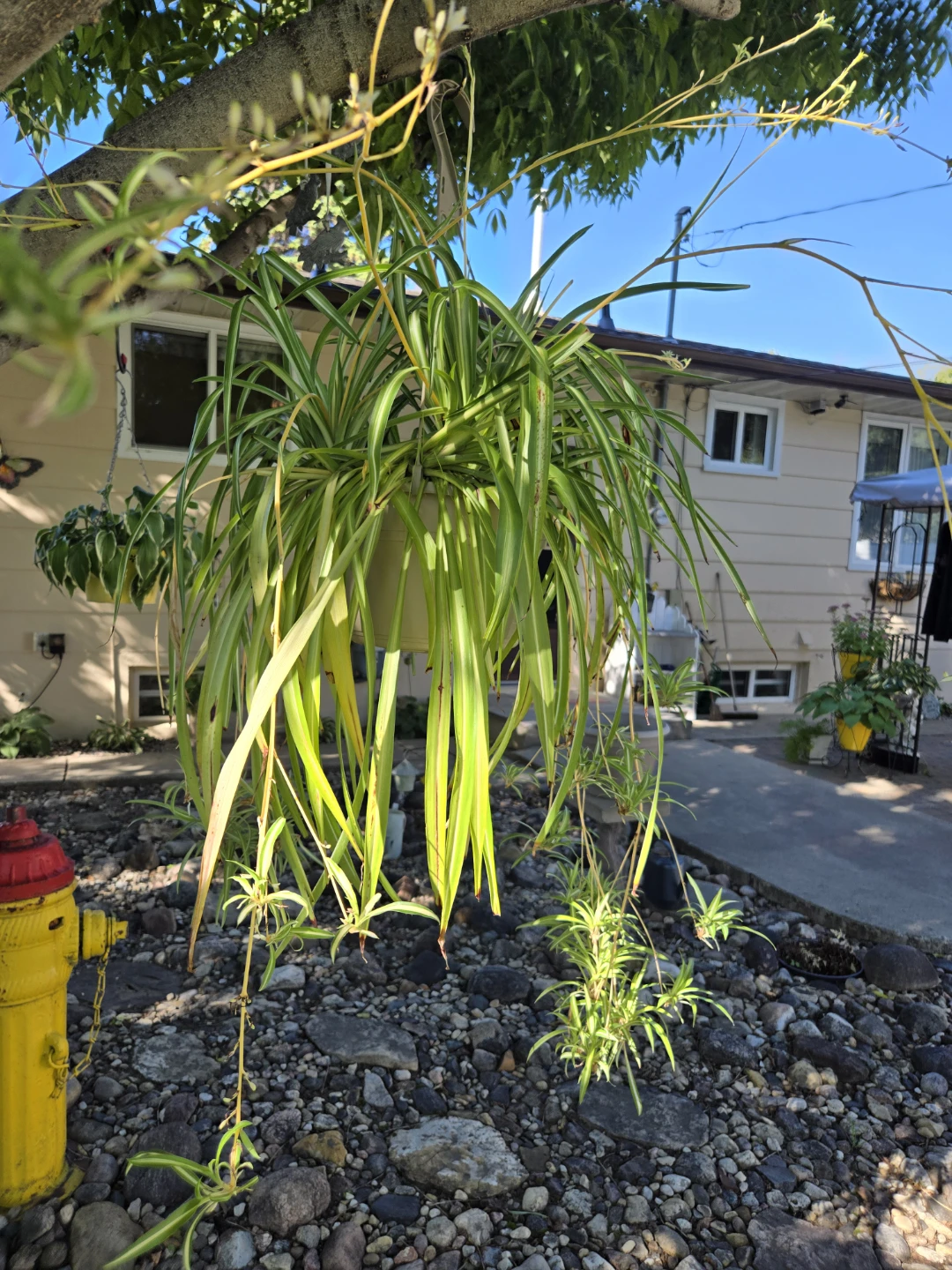 2 Large Spider Plant - photo 2