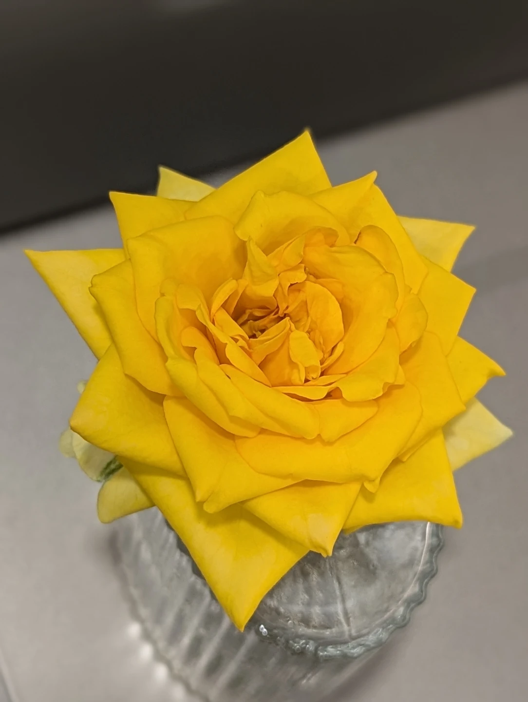 Yellow Rose Plant - photo 2